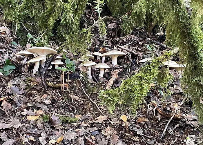 Coqueto Y Centrico En Panticosa